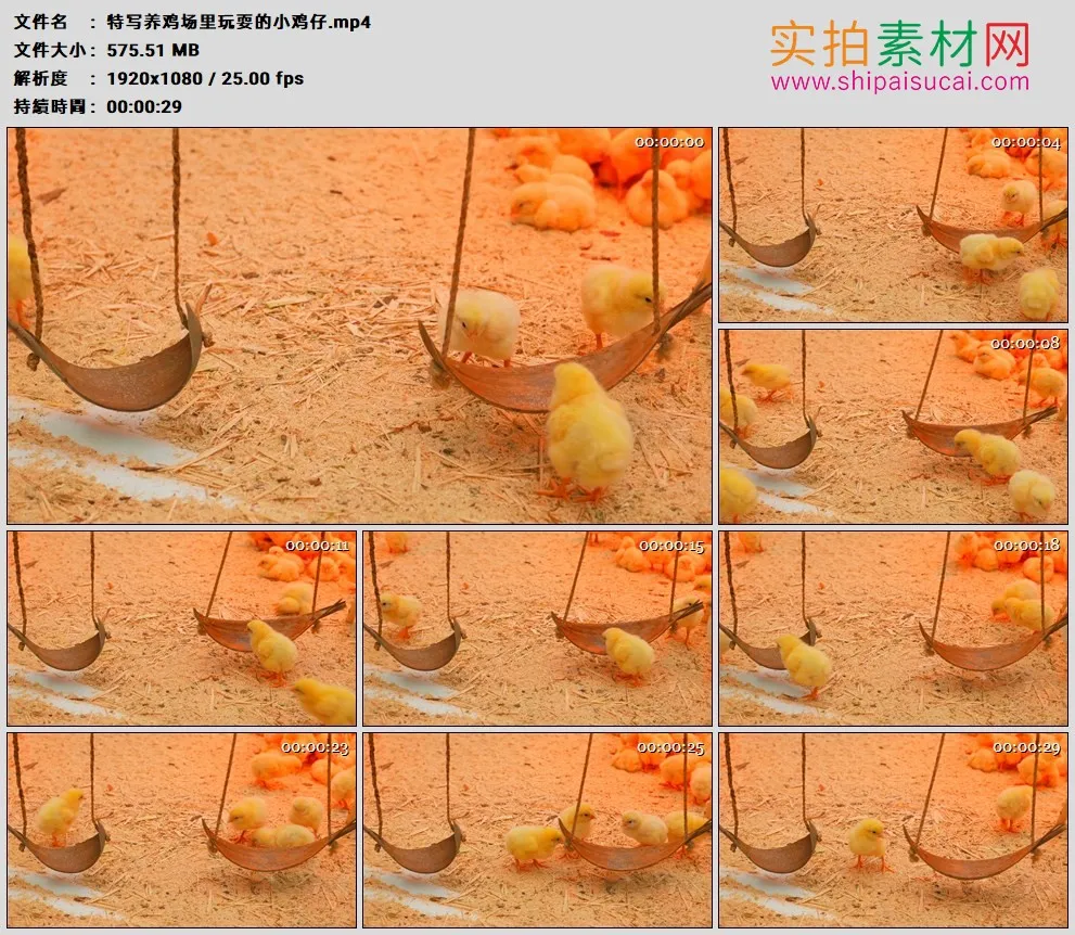 高清实拍视频素材丨特写养鸡场里玩耍的小鸡仔