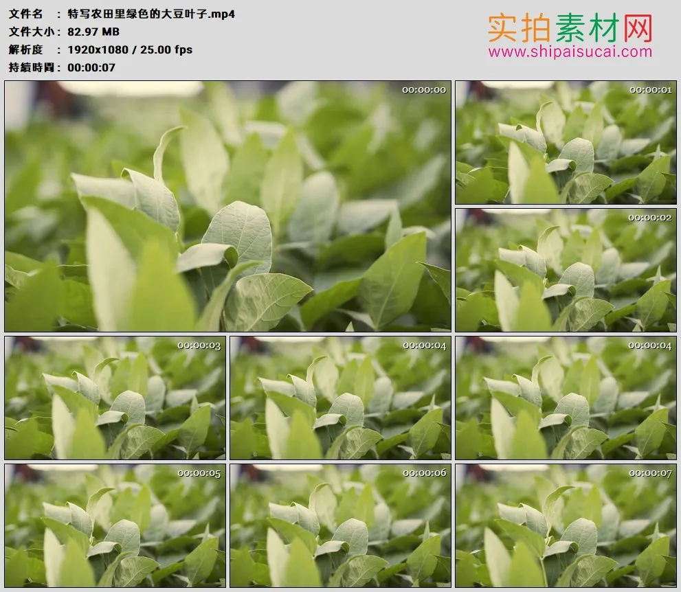 高清实拍视频素材丨特写农田里绿色的大豆叶子