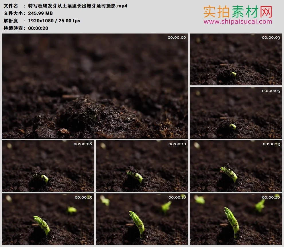 高清实拍视频素材丨特写植物发芽从土壤里长出嫩芽延时摄影