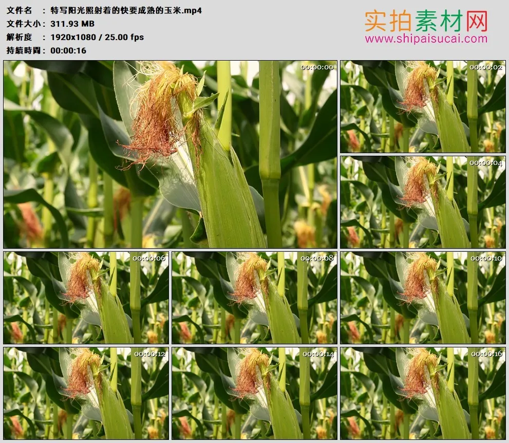 高清实拍视频素材丨特写阳光照射着的快要成熟的玉米