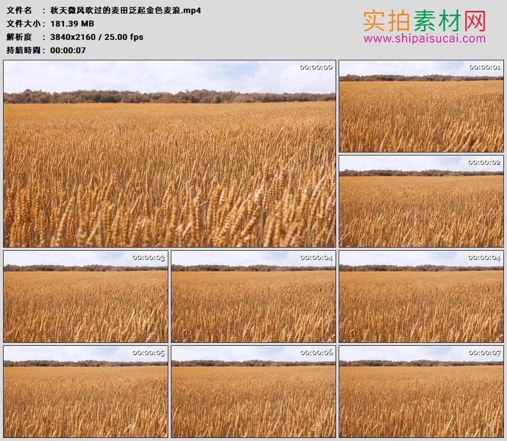4K高清实拍视频素材丨秋天微风吹过的麦田泛起金色麦浪