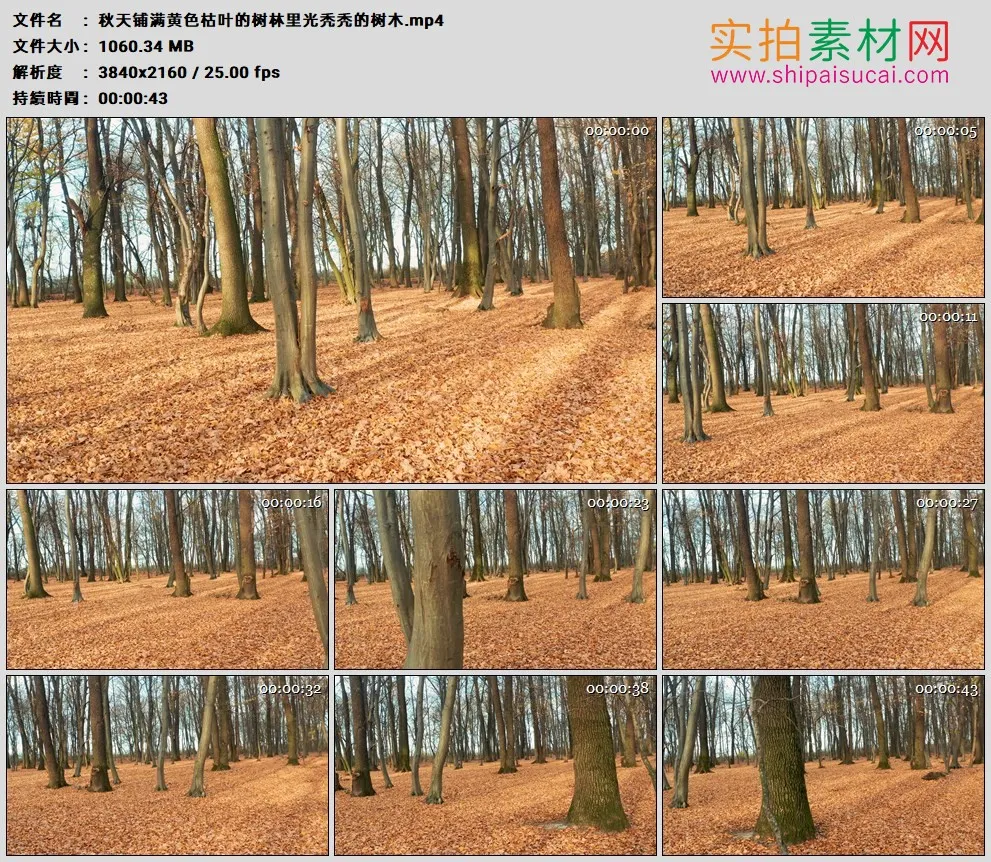 4K高清实拍视频素材丨秋天铺满黄色枯叶的树林里光秃秃的树木