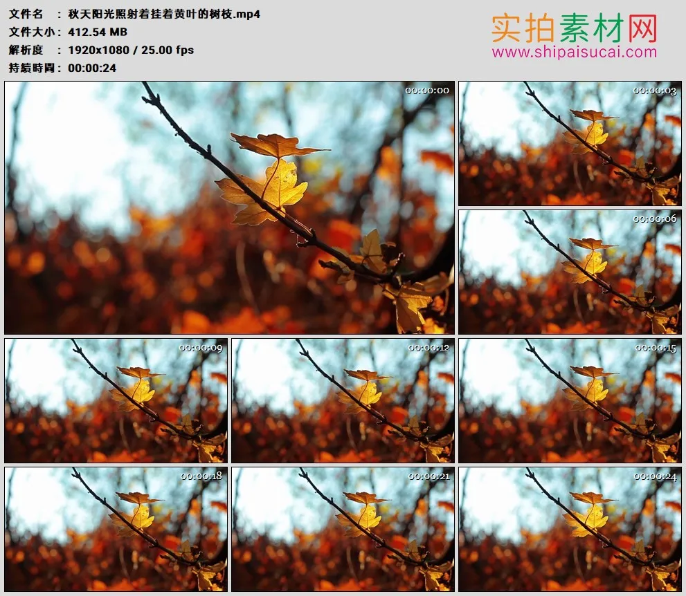高清实拍视频素材丨秋天阳光照射着挂着黄叶的树枝