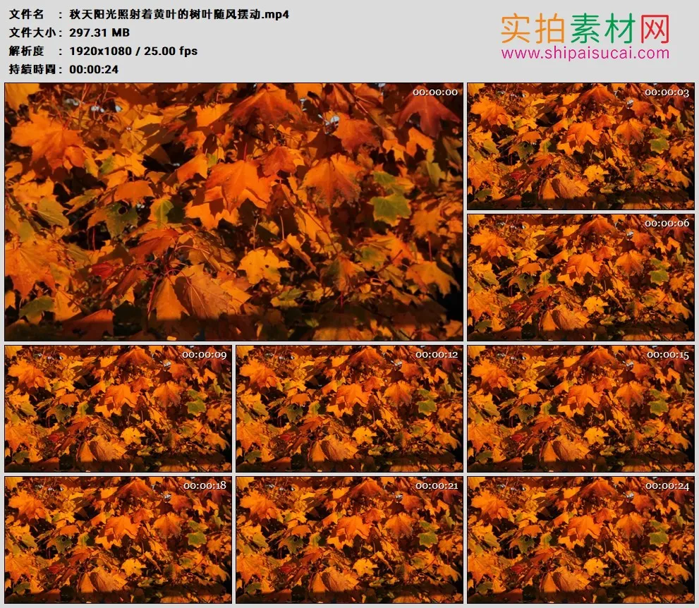 高清实拍视频素材丨秋天阳光照射着黄叶的树叶随风摆动