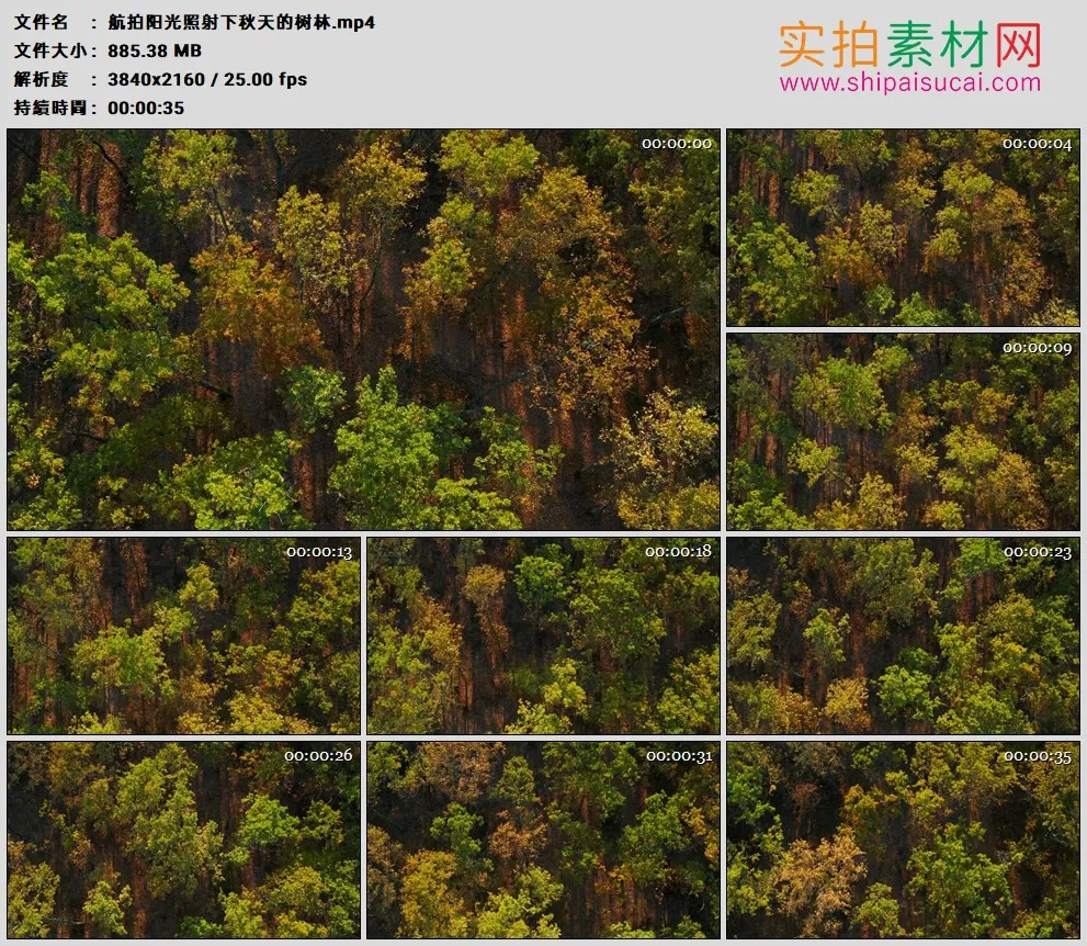 4K高清实拍视频素材丨航拍阳光照射下秋天的树林