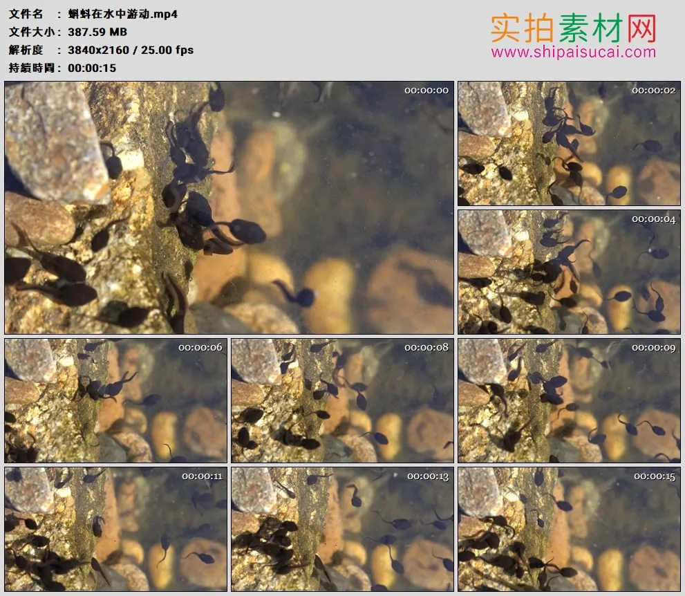 4K高清实拍视频素材丨蝌蚪在水中游动