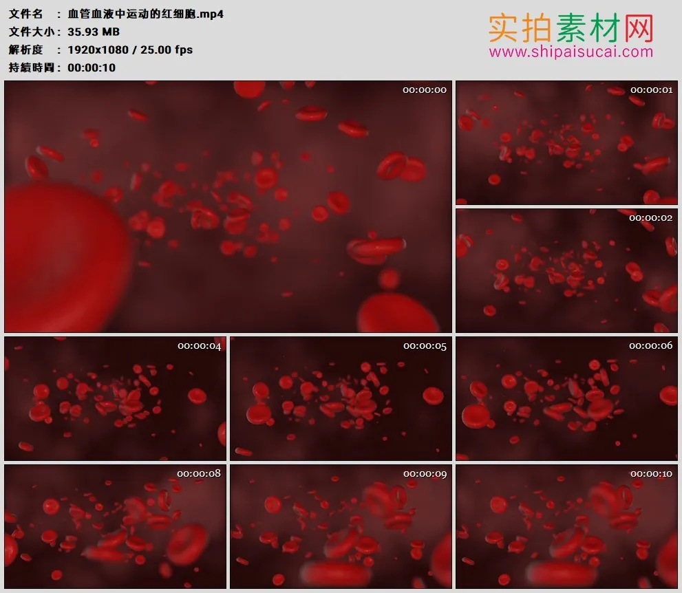 高清实拍视频素材丨血管血液中运动的红细胞