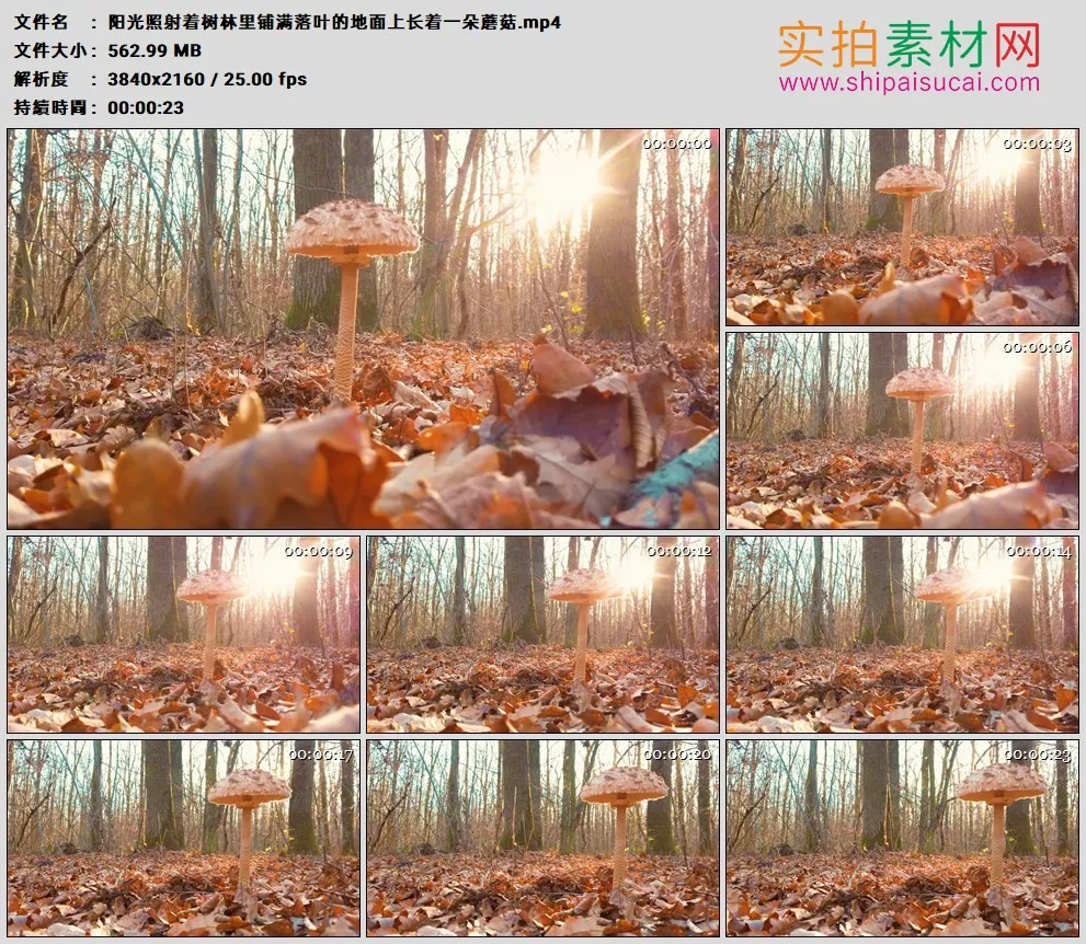4K高清实拍视频素材丨阳光照射着树林里铺满落叶的地面上长着一朵蘑菇