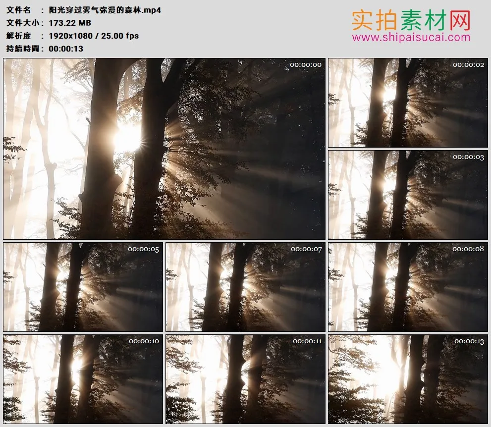 高清实拍视频素材丨阳光穿过雾气弥漫的森林