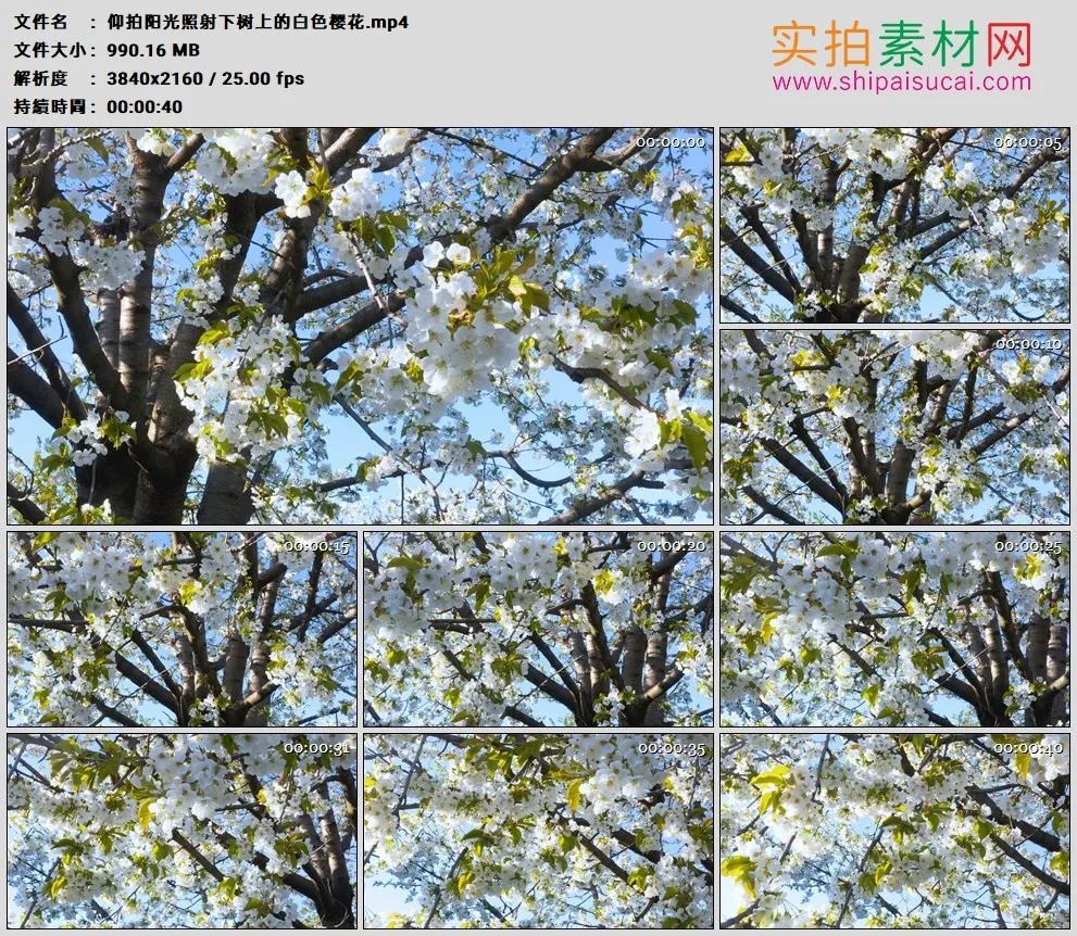 4K高清实拍视频素材丨仰拍阳光照射下树上的白色樱花