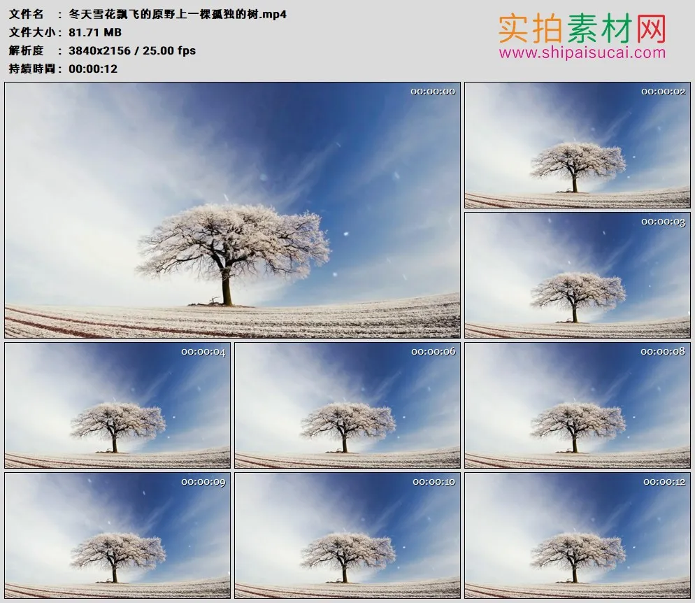 4K高清实拍视频素材丨冬天雪花飘飞的原野上一棵孤独的树