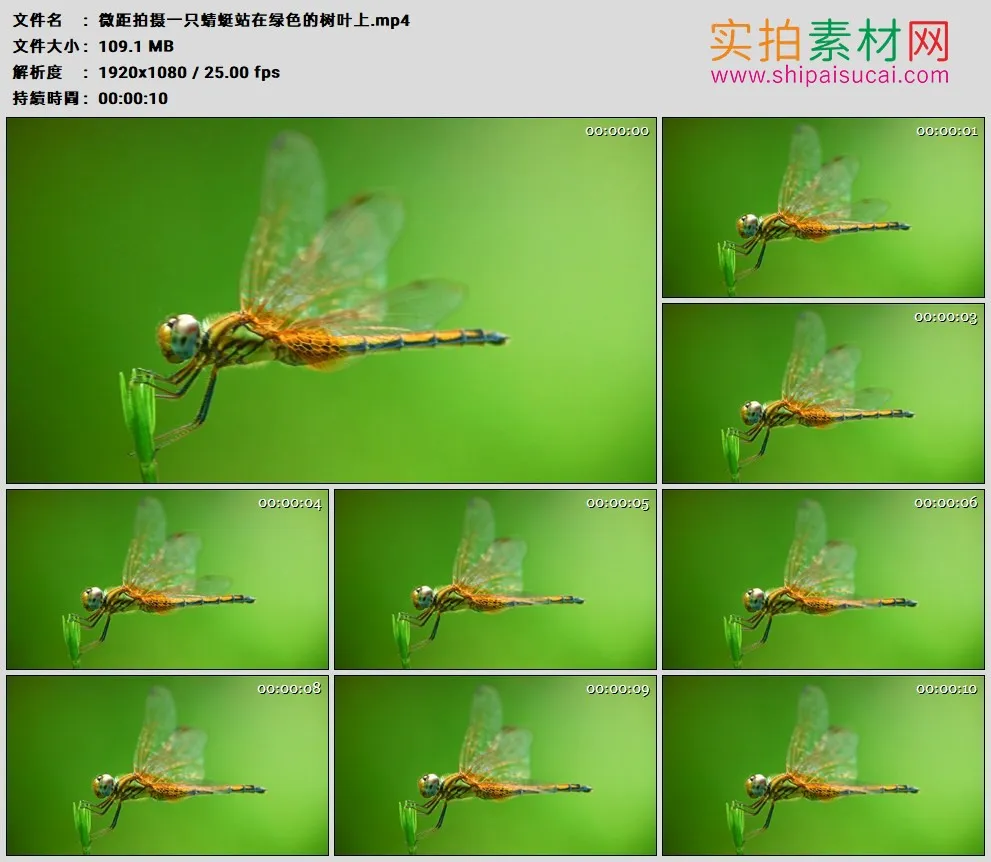 高清实拍视频素材丨微距拍摄一只蜻蜓站在绿色的树叶上