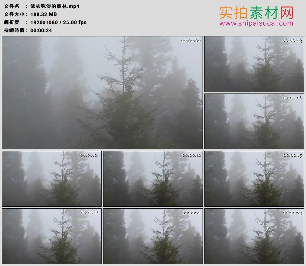 高清实拍视频素材丨浓雾弥漫的树林