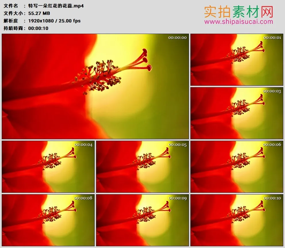 高清实拍视频素材丨特写一朵红花的花蕊