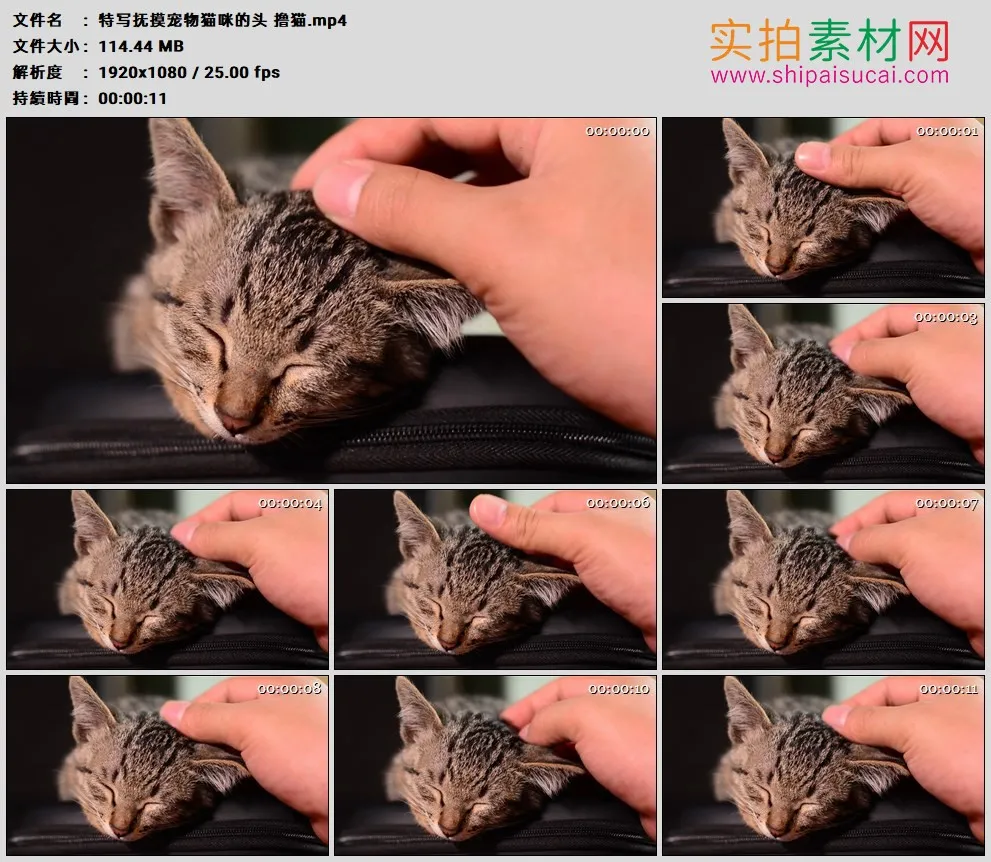 高清实拍视频素材丨特写抚摸宠物猫咪的头 撸猫