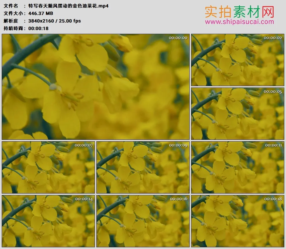4K高清实拍视频素材丨特写春天随风摆动的金色油菜花