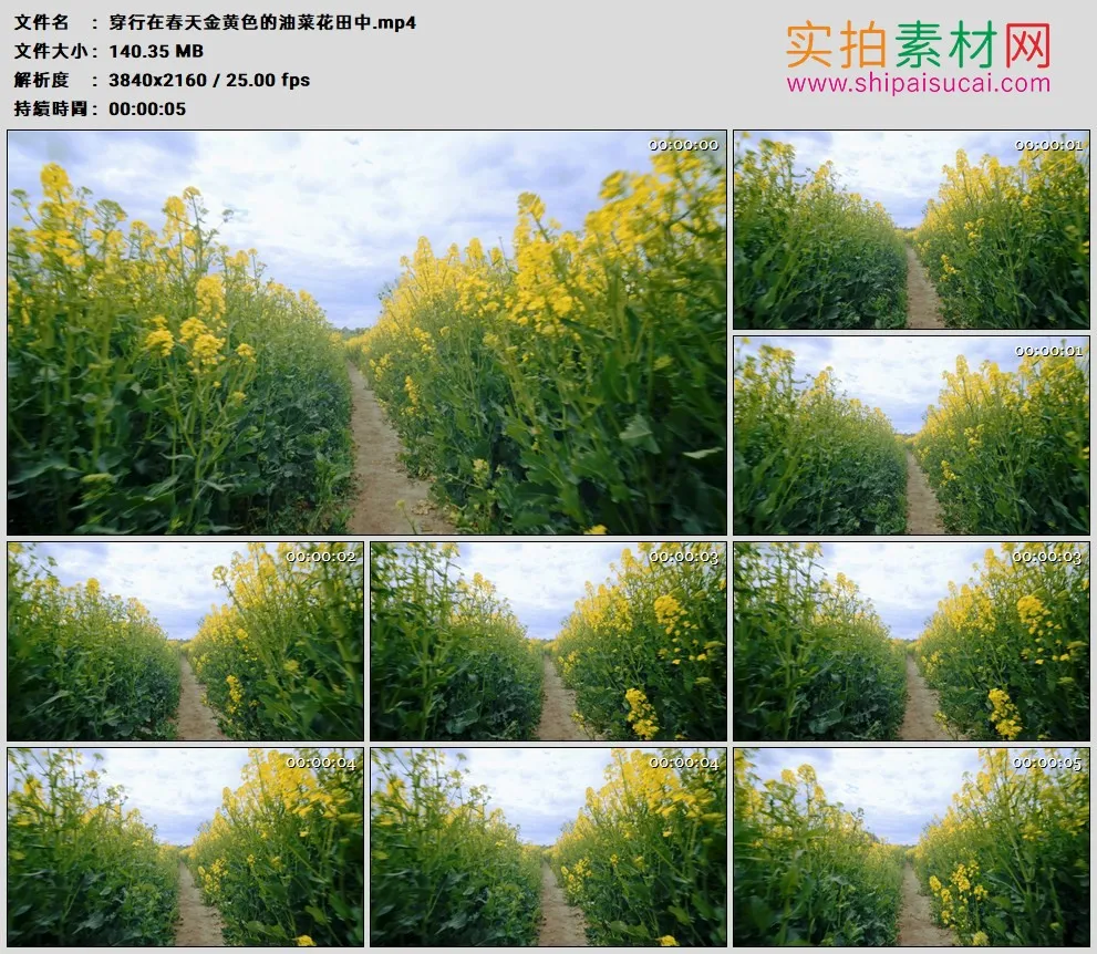 4K高清实拍视频素材丨穿行在春天金黄色的油菜花田中