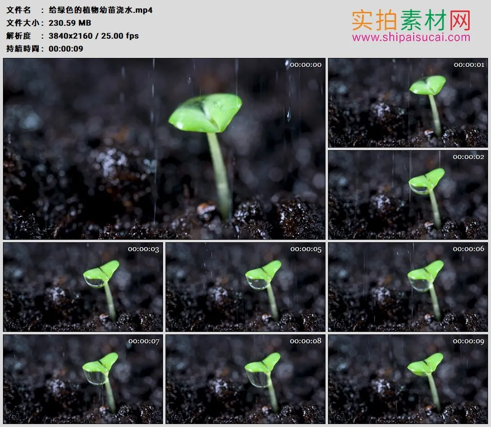 4K高清实拍视频素材丨给绿色的植物幼苗浇水