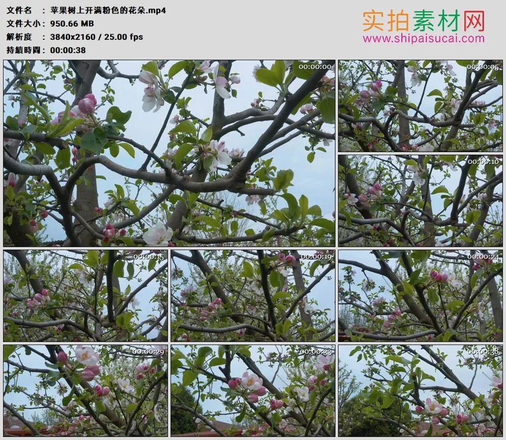 4K高清实拍视频素材丨苹果树上开满粉色的花朵