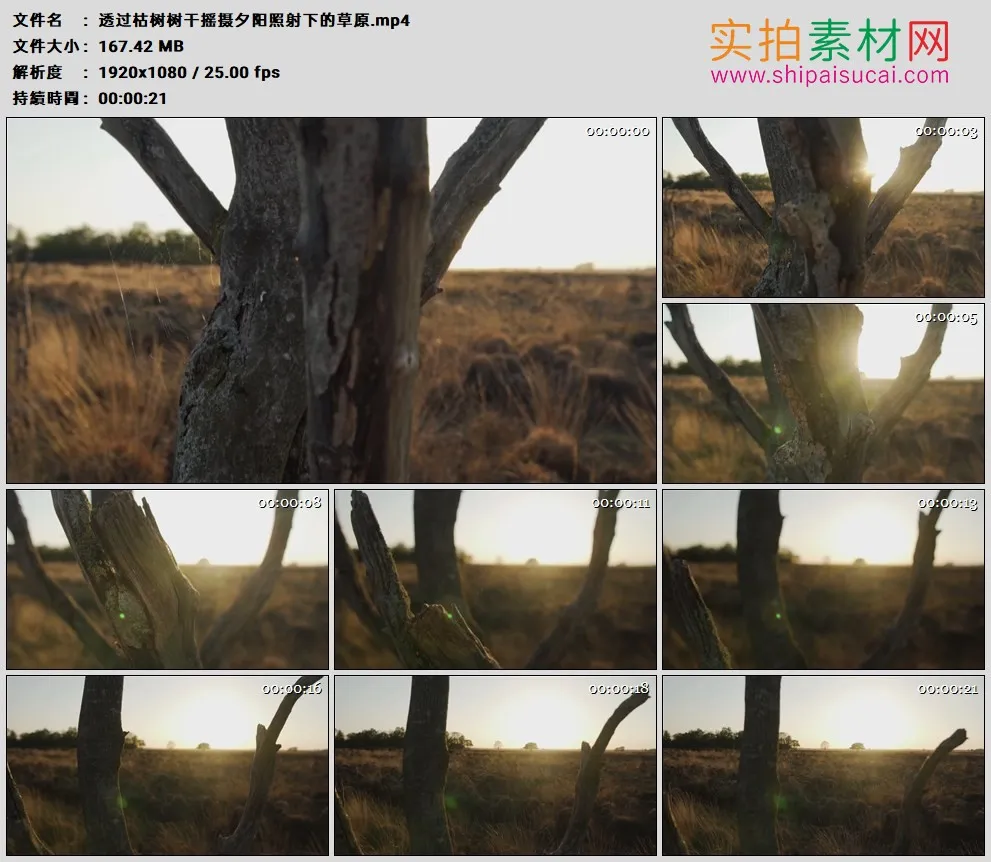 高清实拍视频素材丨透过枯树树干摇摄夕阳照射下的草原