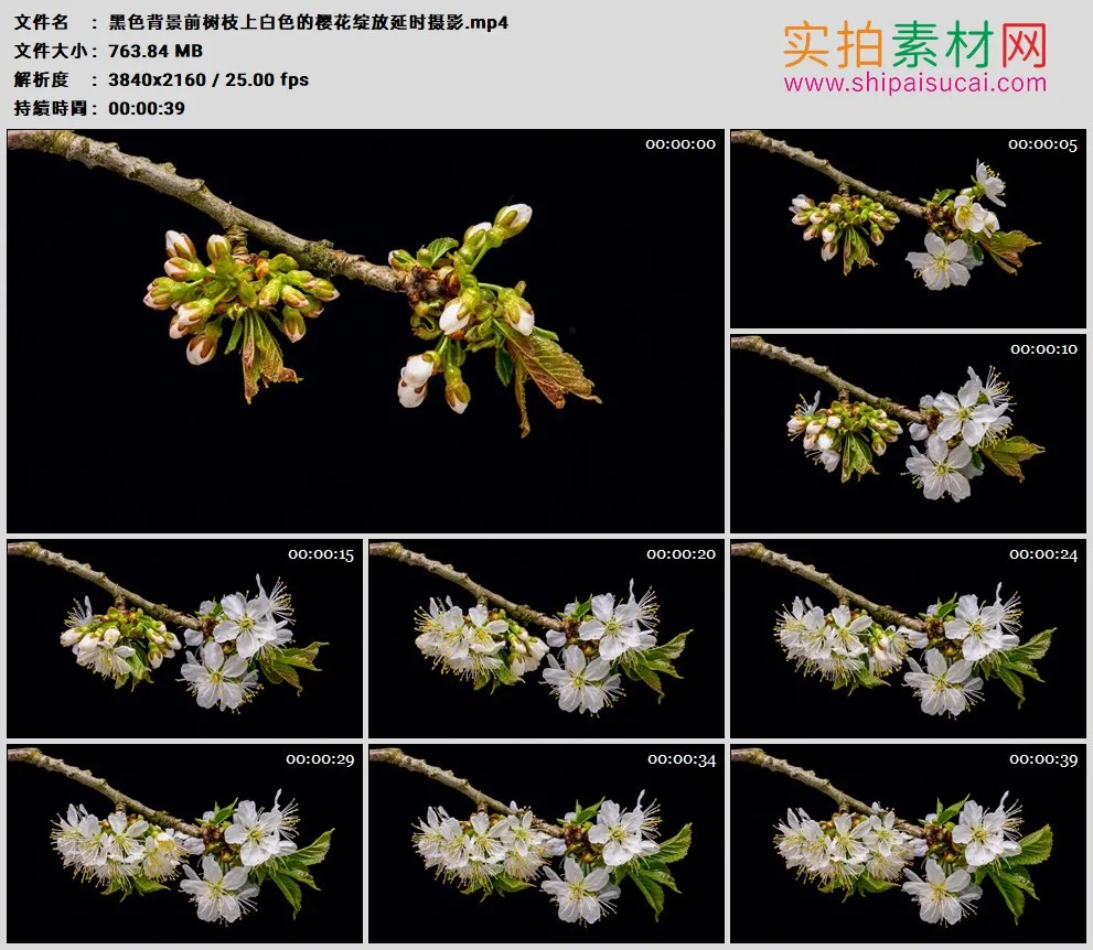 4K高清实拍视频素材丨黑色背景前树枝上白色的樱花绽放延时摄影