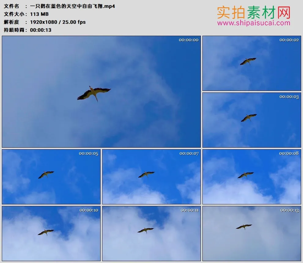 高清实拍视频素材丨一只鹳在蓝色的天空中自由飞翔