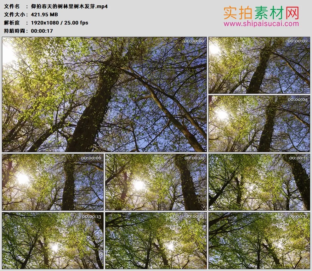 高清实拍视频素材丨仰拍春天的树林里树木发芽