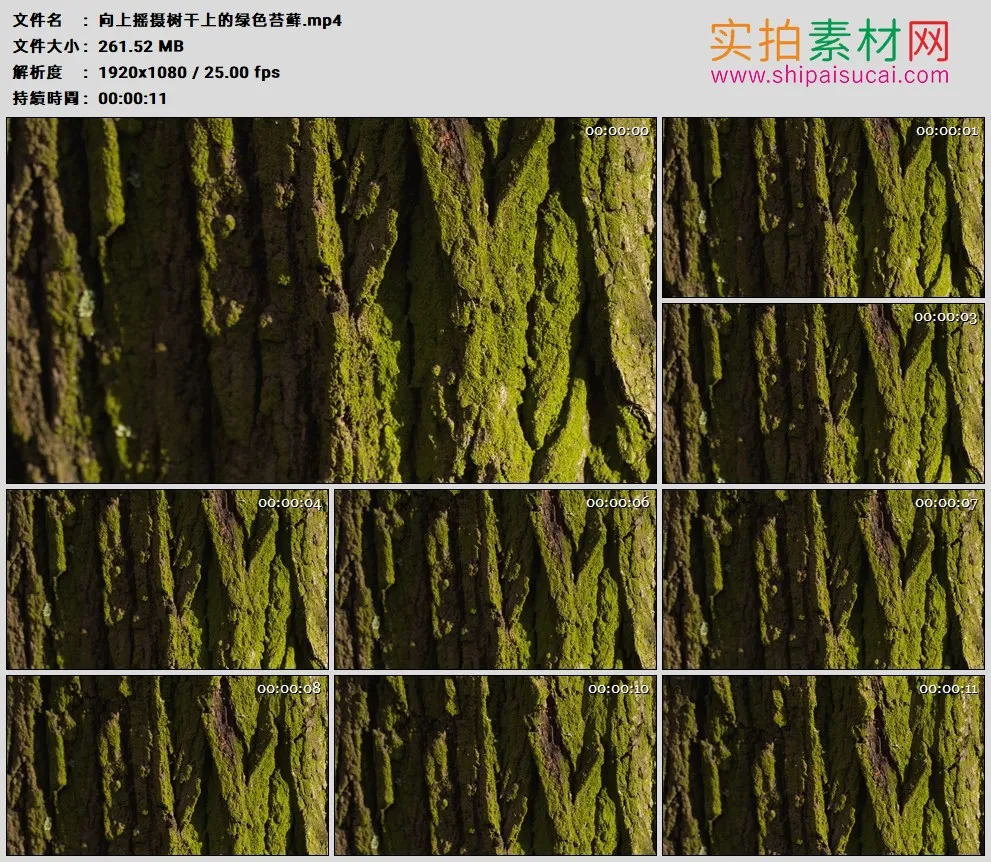 高清实拍视频素材丨向上摇摄树干上的绿色苔藓