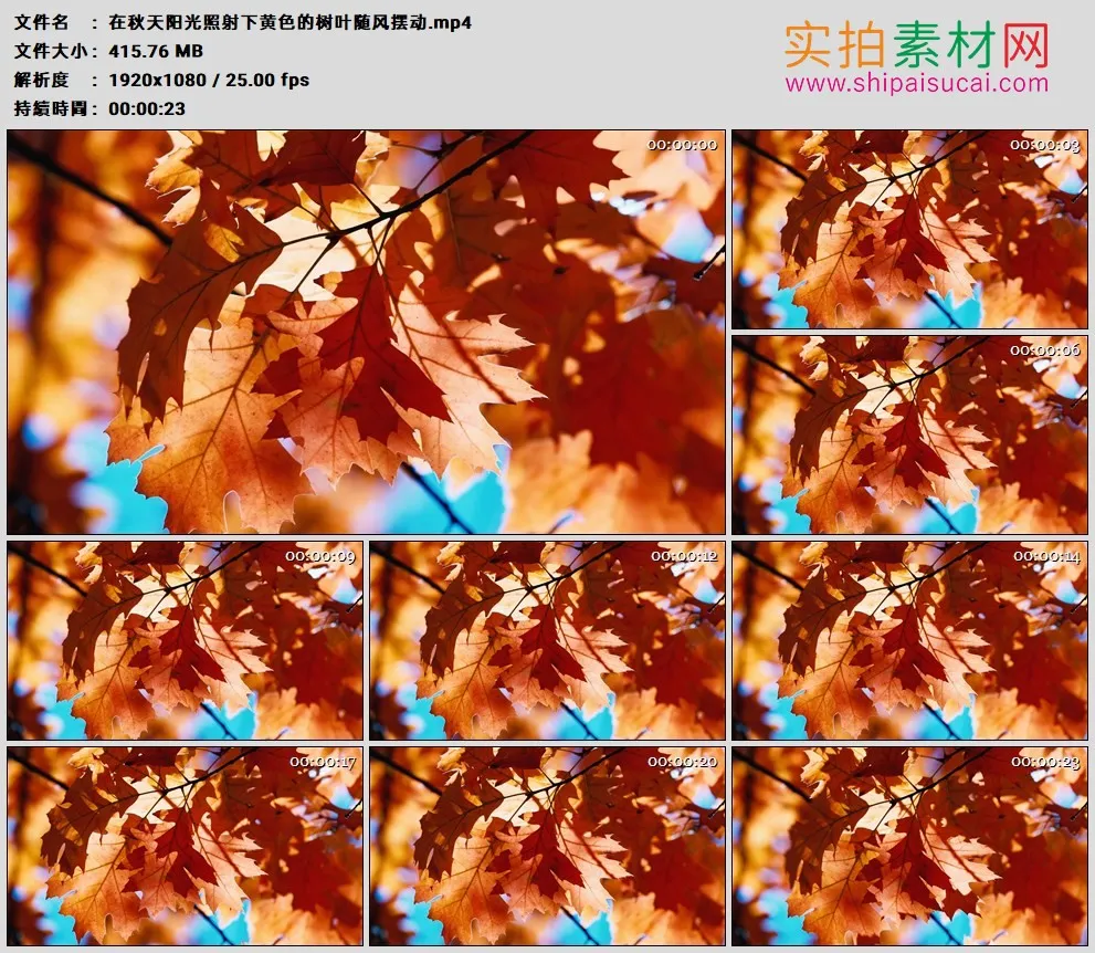 高清实拍视频素材丨在秋天阳光照射下黄色的树叶随风摆动