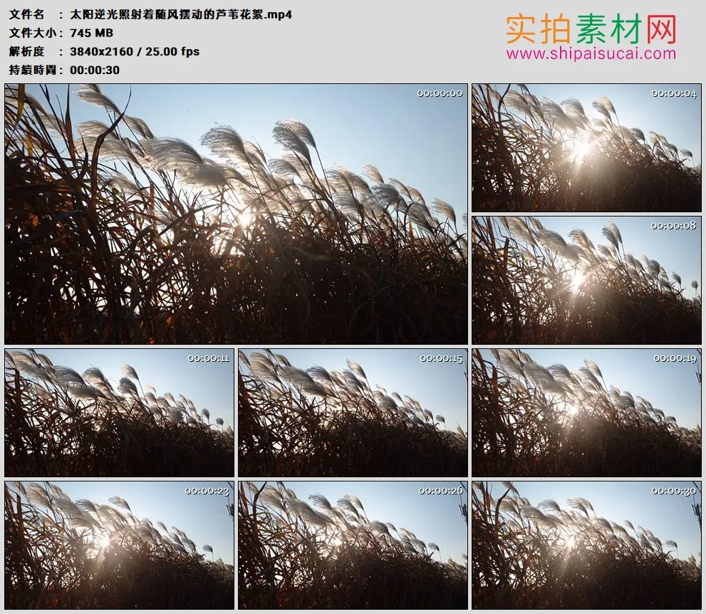 4K高清实拍视频素材丨太阳逆光照射着随风摆动的芦苇花絮