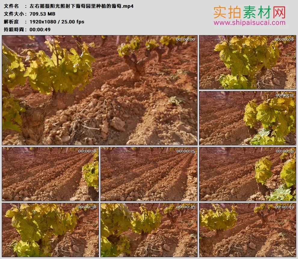 高清实拍视频素材丨左右摇摄阳光照射下葡萄园里种植的葡萄