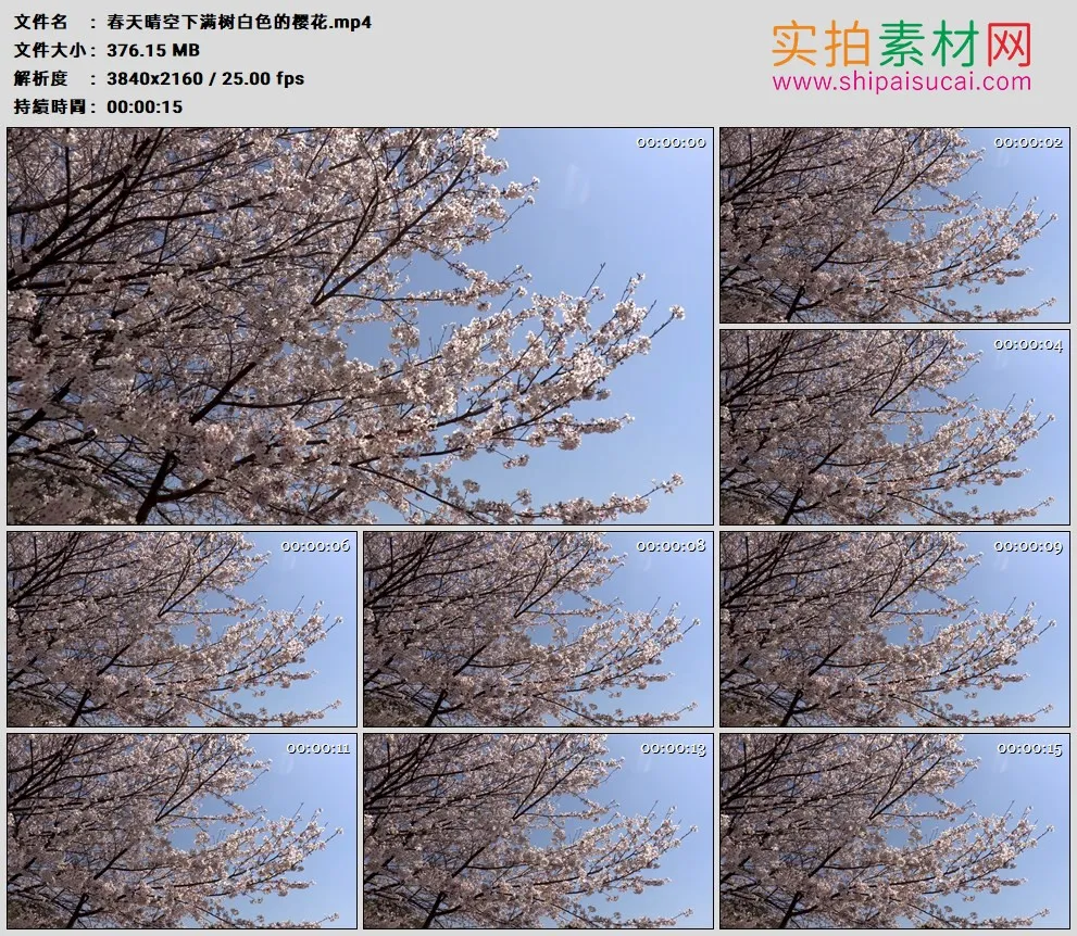 4K高清实拍视频素材丨春天晴空下满树白色的樱花