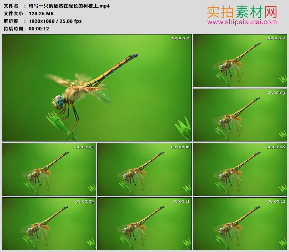 高清实拍视频素材丨特写一只蜻蜓站在绿色的树枝上