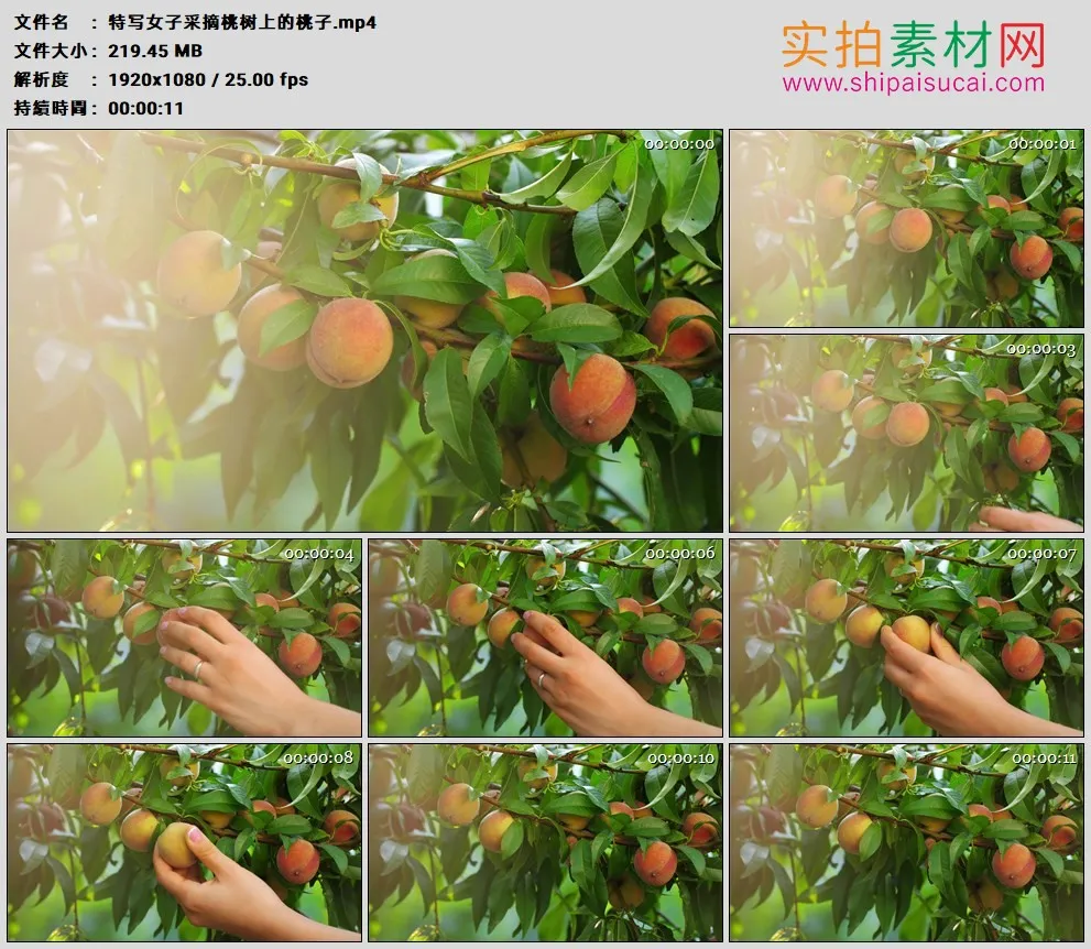 高清实拍视频素材丨特写女子采摘桃树上的桃子