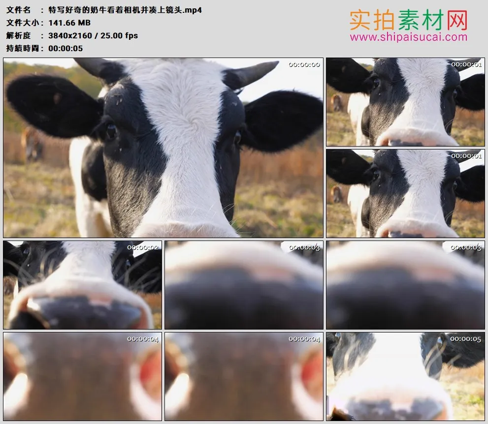 4K高清实拍视频素材丨特写好奇的奶牛看着相机并凑上镜头
