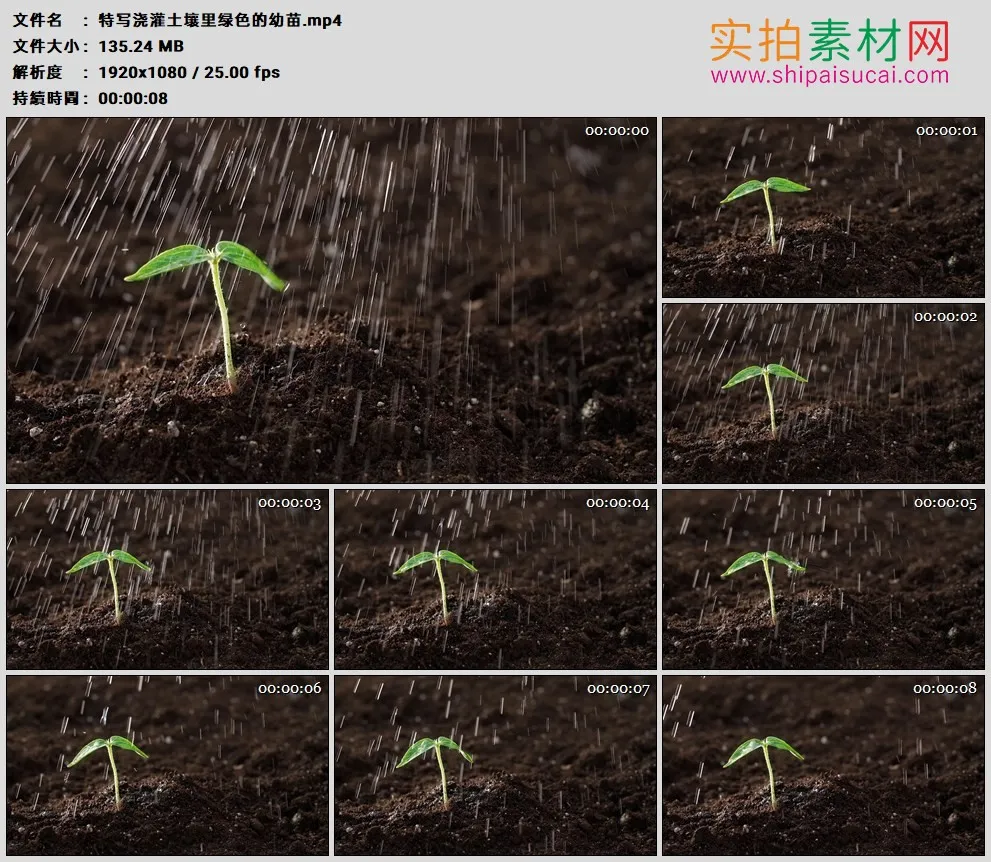高清实拍视频素材丨特写浇灌土壤里绿色的幼苗