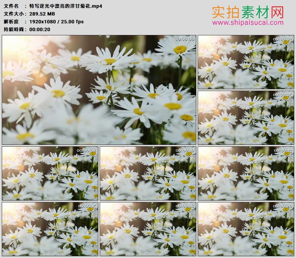 高清实拍视频素材丨特写逆光中漂亮的洋甘菊花
