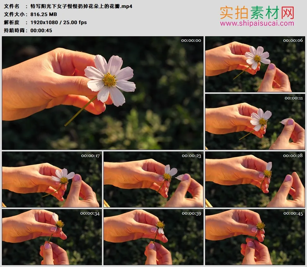 高清实拍视频素材丨特写阳光下女子慢慢扔掉花朵上的花瓣
