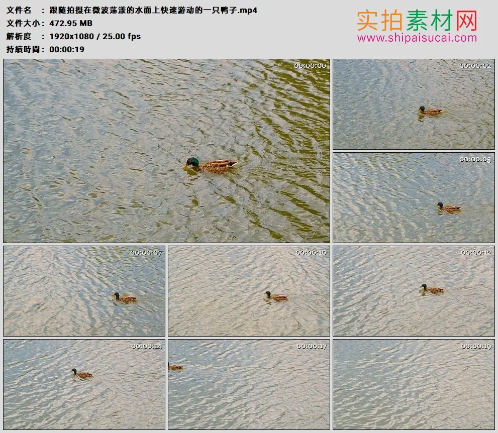 高清实拍视频素材丨跟随拍摄在微波荡漾的水面上快速游动的一只鸭子