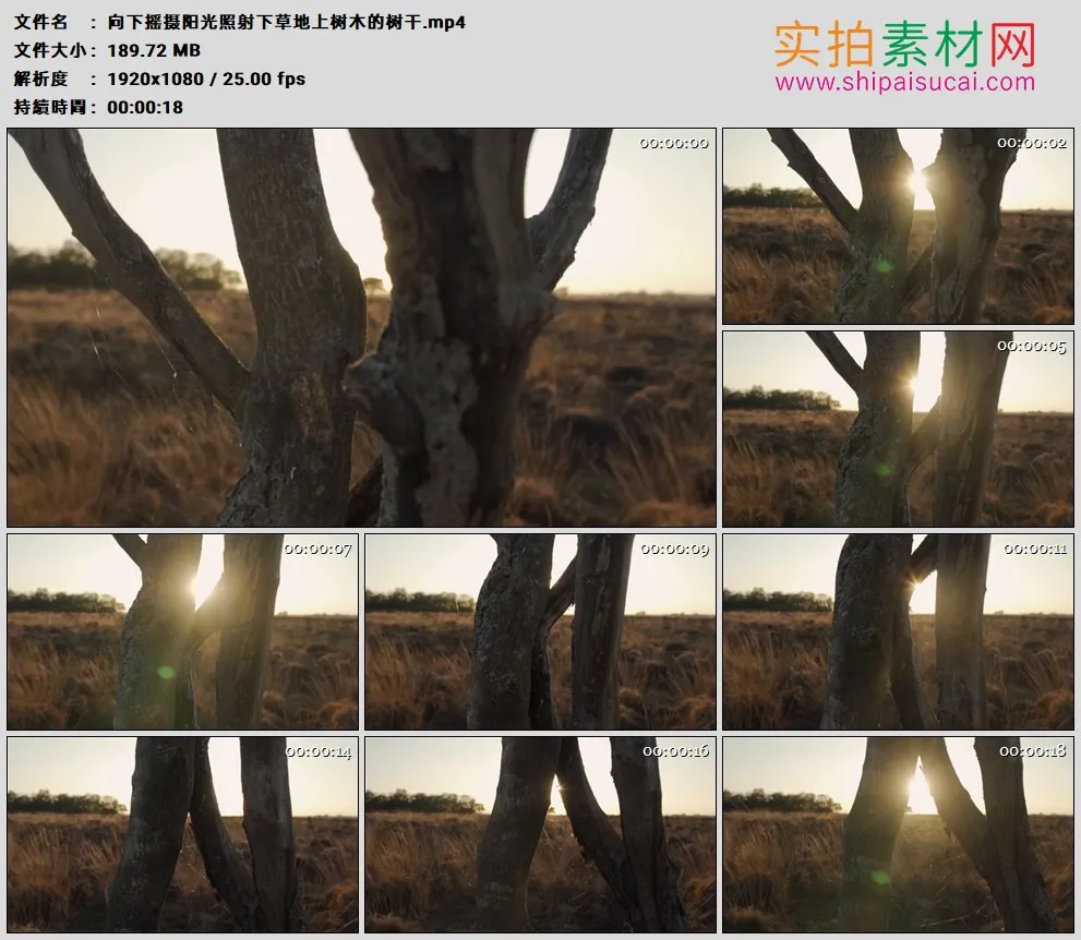 高清实拍视频素材丨向下摇摄阳光照射下草地上树木的树干