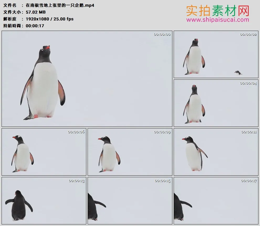 高清实拍视频素材丨在南极雪地上张望的一只企鹅