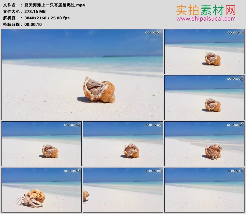 4K高清实拍视频素材丨夏天海滩上一只寄居蟹爬过