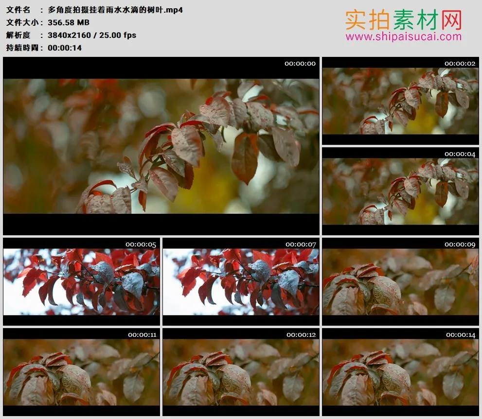4K高清实拍视频素材丨多角度拍摄挂着雨水水滴的树叶