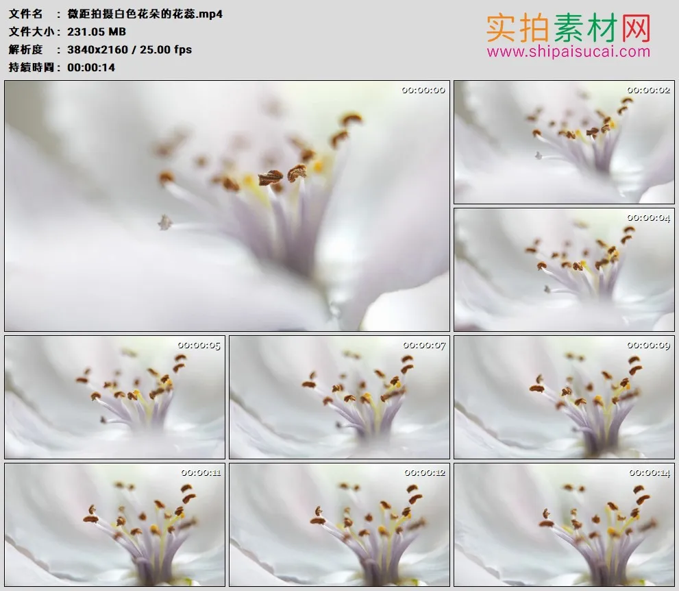 4K高清实拍视频素材丨微距拍摄白色花朵的花蕊