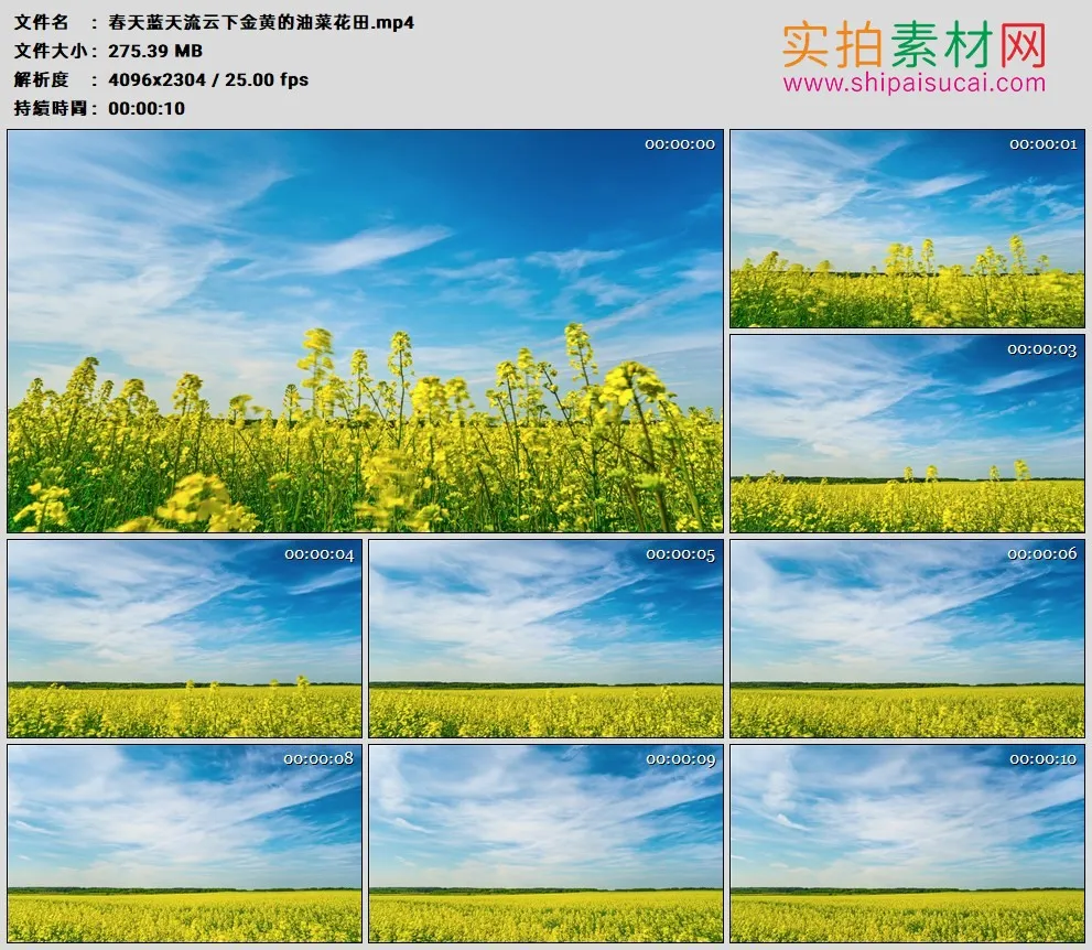 4K高清实拍视频素材丨春天蓝天流云下金黄的油菜花田