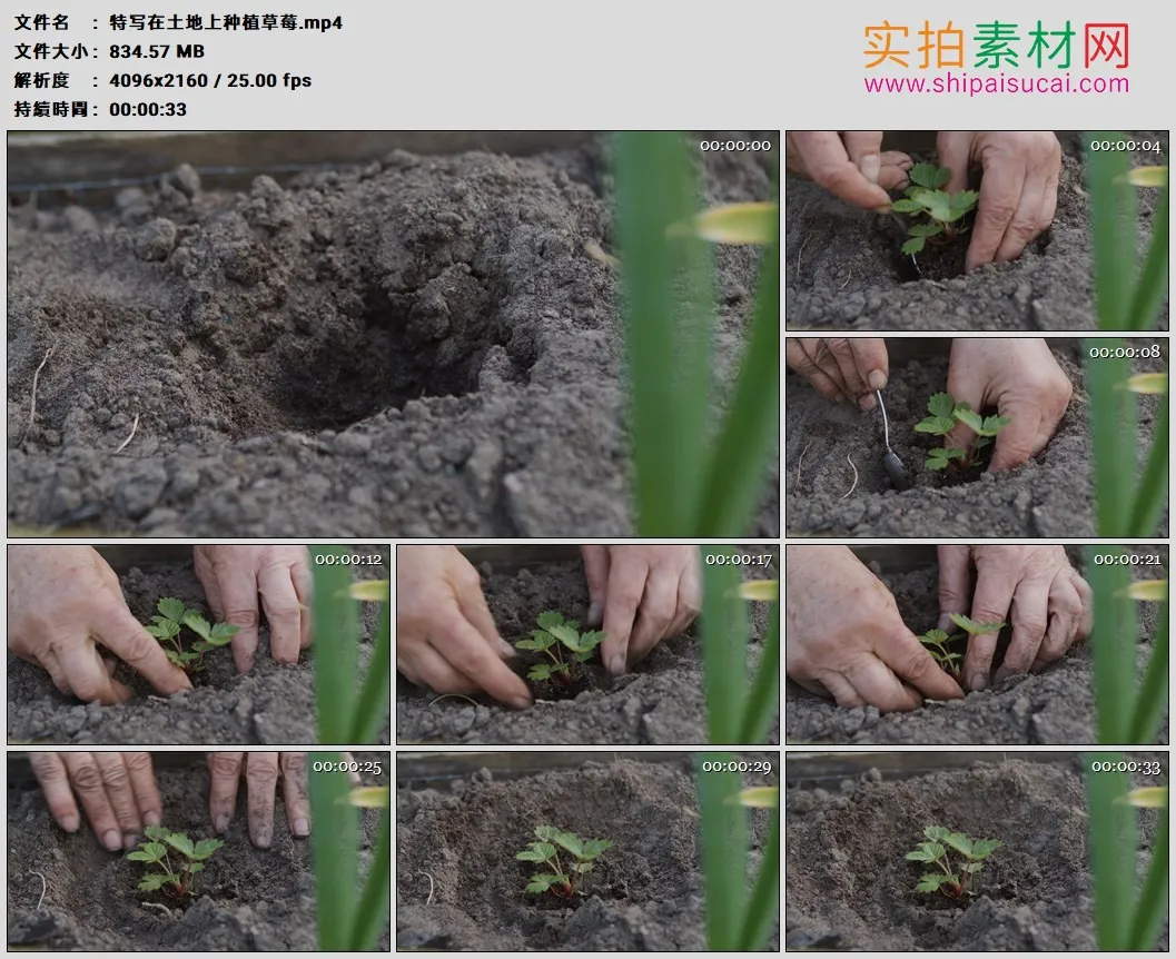 4K高清实拍视频素材丨特写在土地上种植草莓