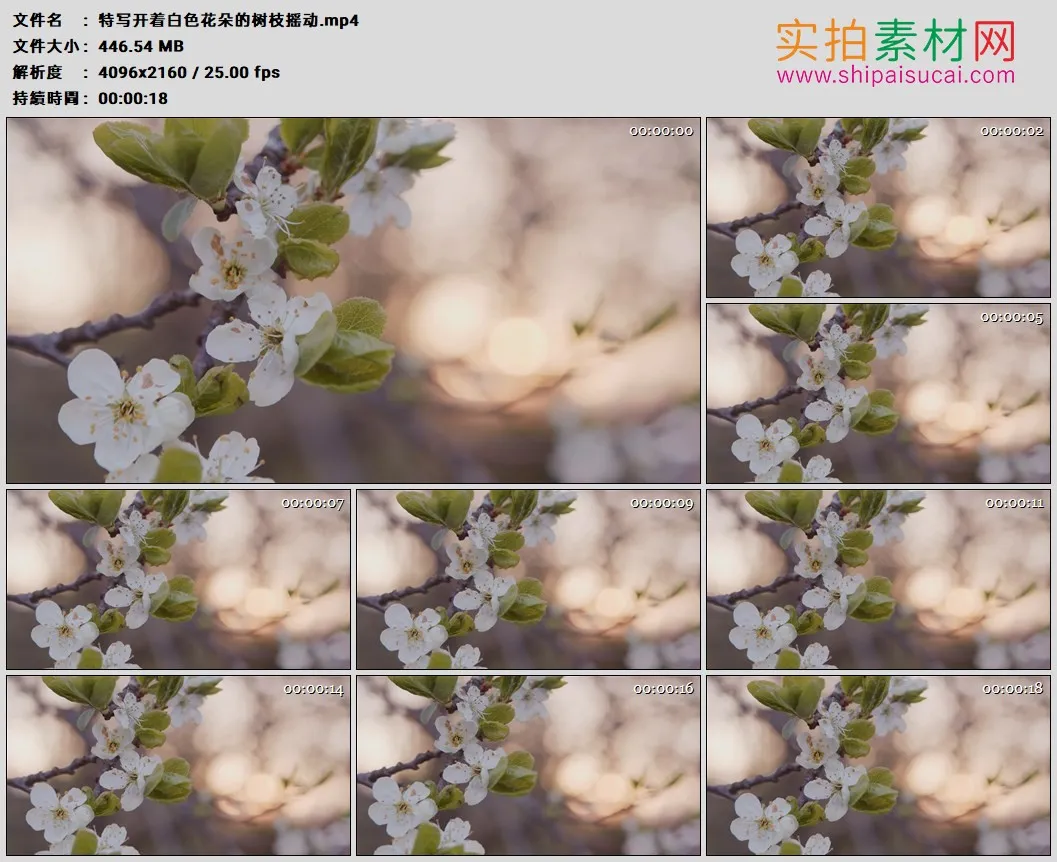 4K高清实拍视频素材丨特写开着白色花朵的树枝摇动