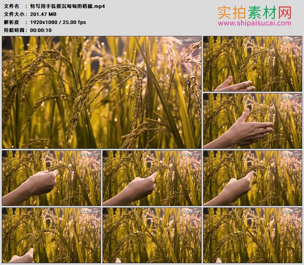 高清实拍视频素材丨特写用手抚摸沉甸甸的稻穗