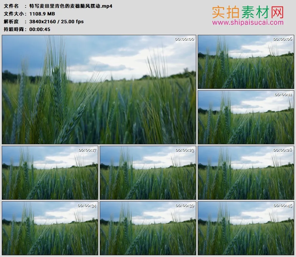 4K高清实拍视频素材丨特写麦田里青色的麦穗随风摆动