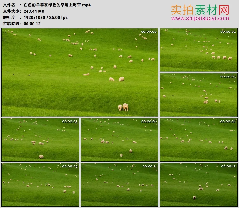高清实拍视频素材丨白色的羊群在绿色的草地上吃草